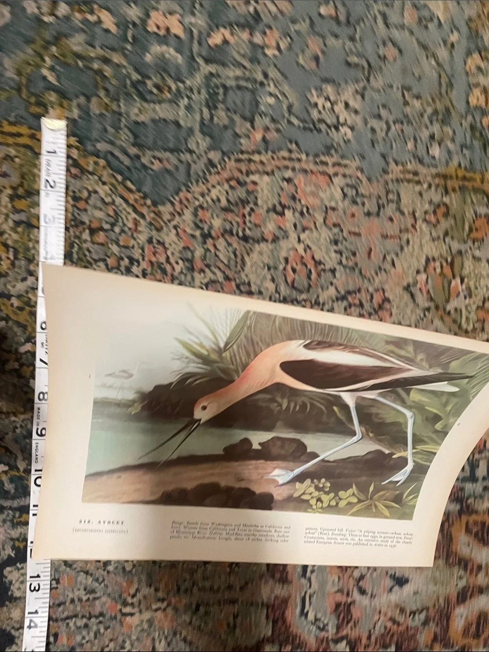 🖤5/$25 Vintage Avocet Bird Wall Art Print in Blue and Cream